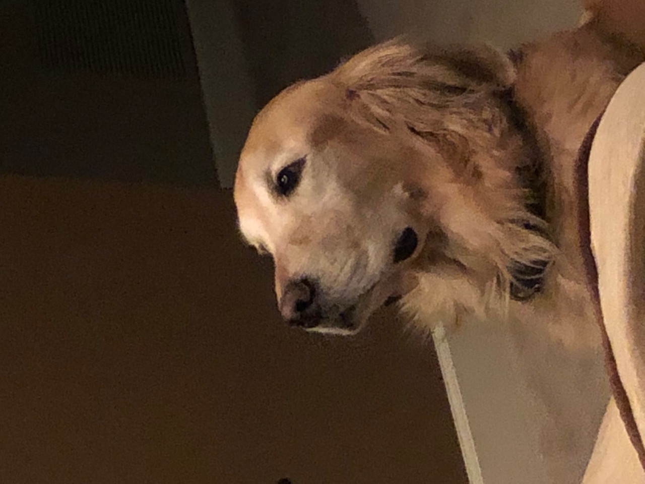Bigsby, the golden retriever the winery is named for, looking up