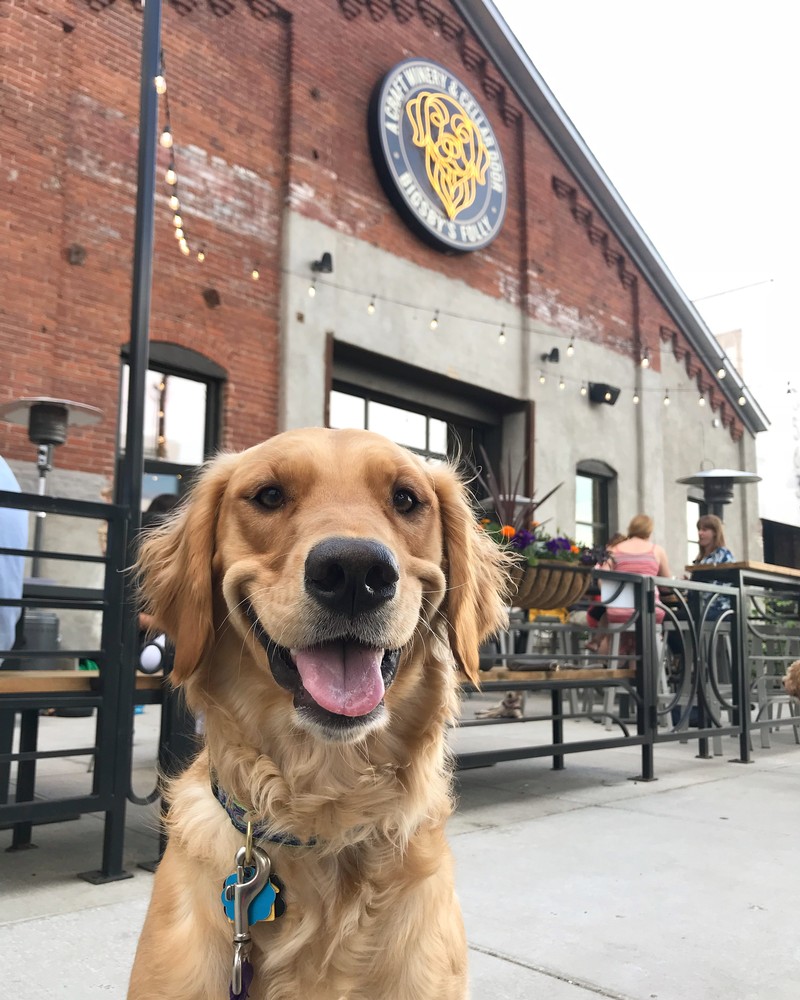 Dog smiling in front of winery